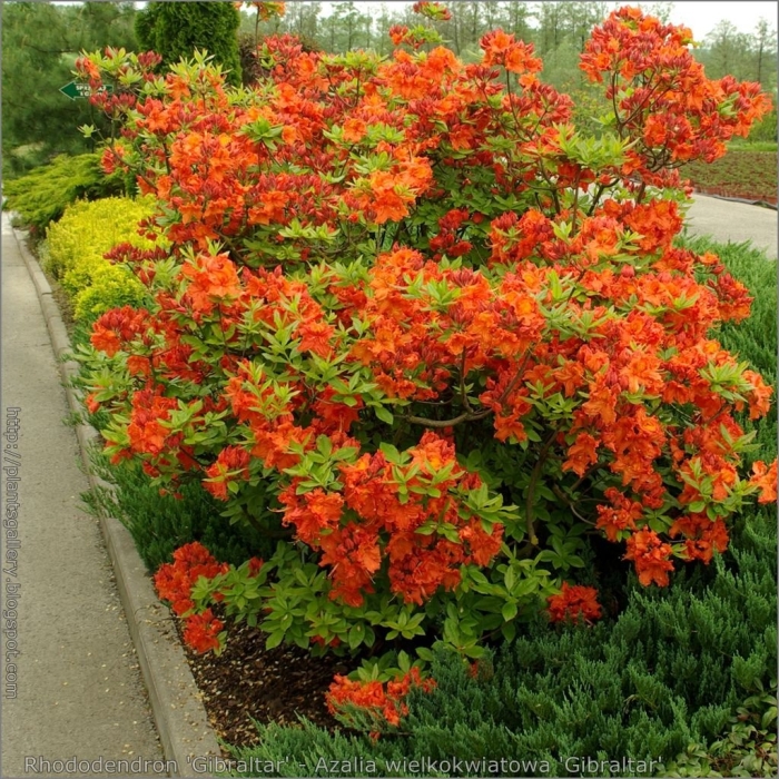 Рододендрон листопадный азалия