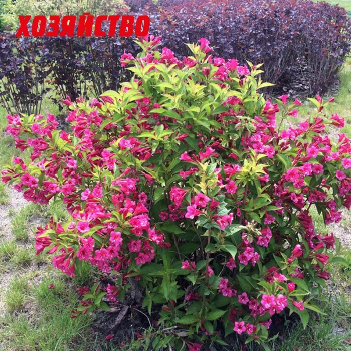 Вейгела цветущая бристоль руби