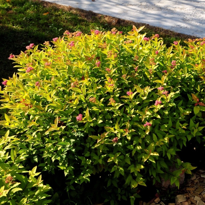 Спирея firelight