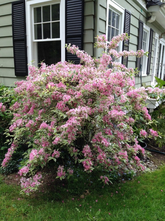 Вейгела цветущая нана