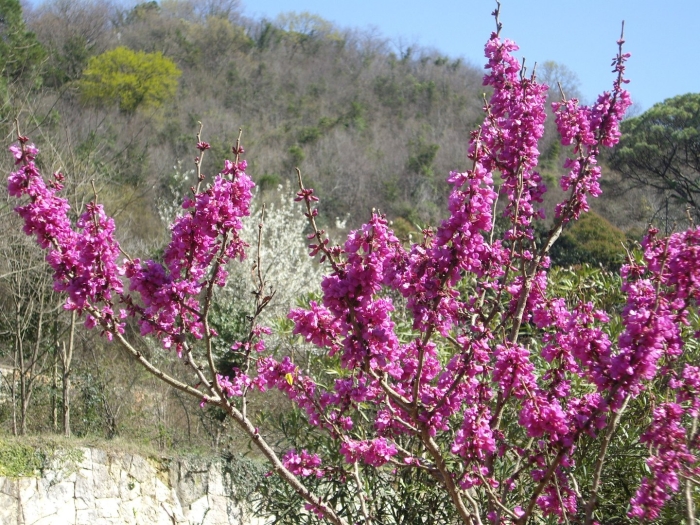 Кумарис куст