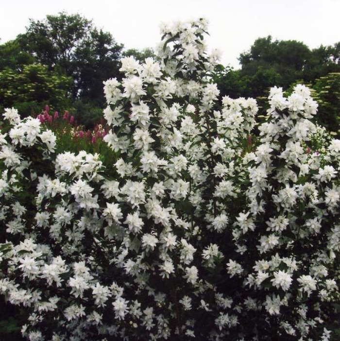 Чубушник горностаева мантия