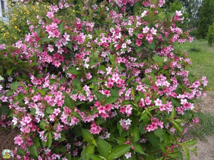 Вейгела цветущая розеа