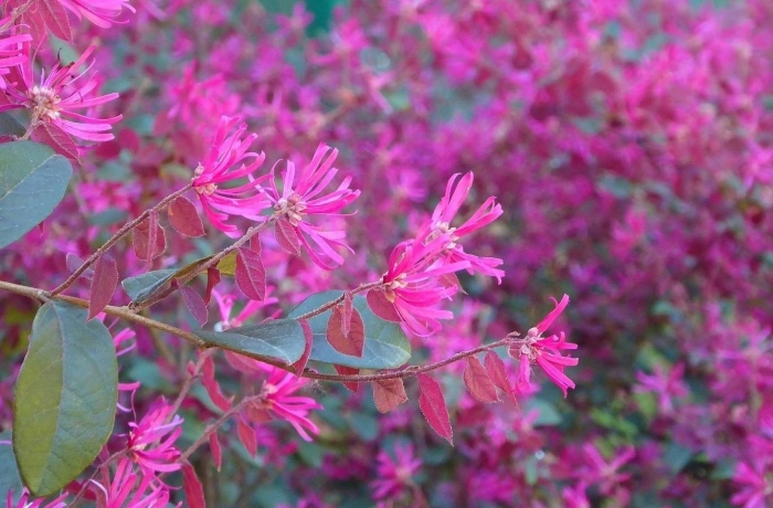Loropetalum chinense