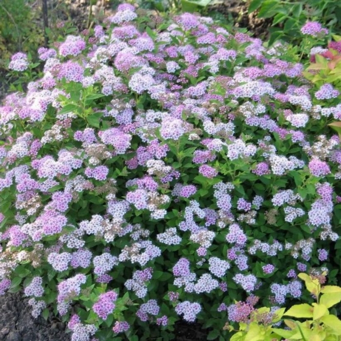 Спирея японская nana