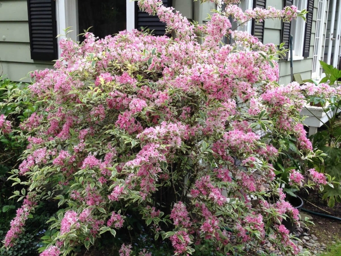 Вейгела nana variegata