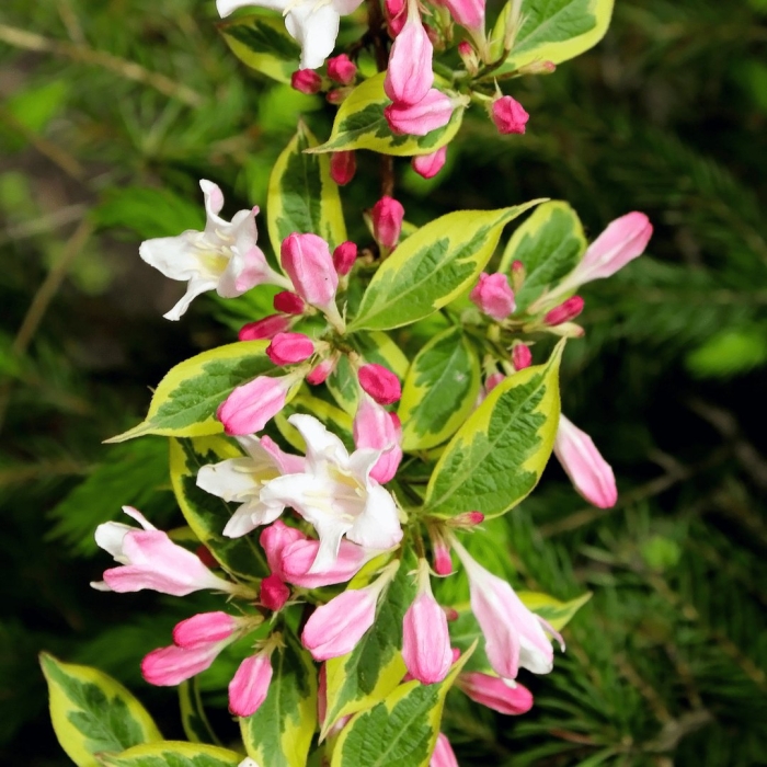 Вейгела цветущая вариегата