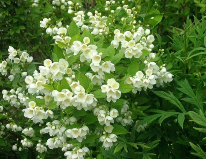 Чубушник венечный