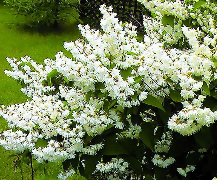 Дейция скабра