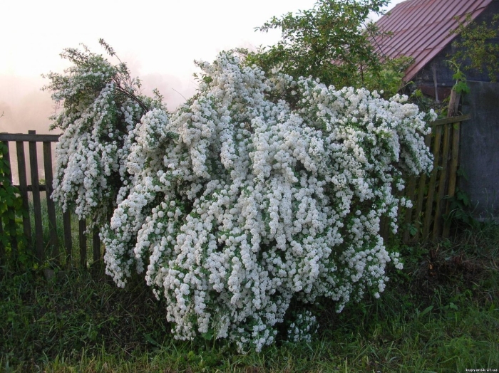 Кустарник терри