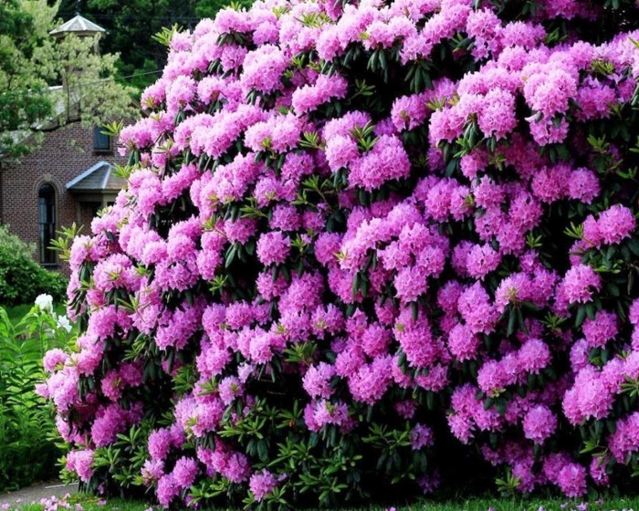 Рододендрон катевбинский розеум элеганс