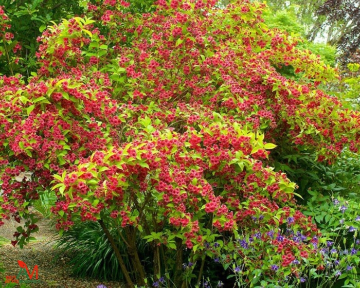 Вейгела ева ратке куст