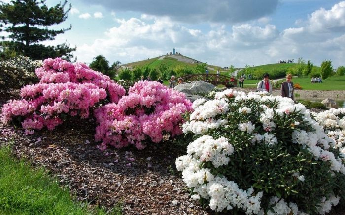 Рододендрон амоенум
