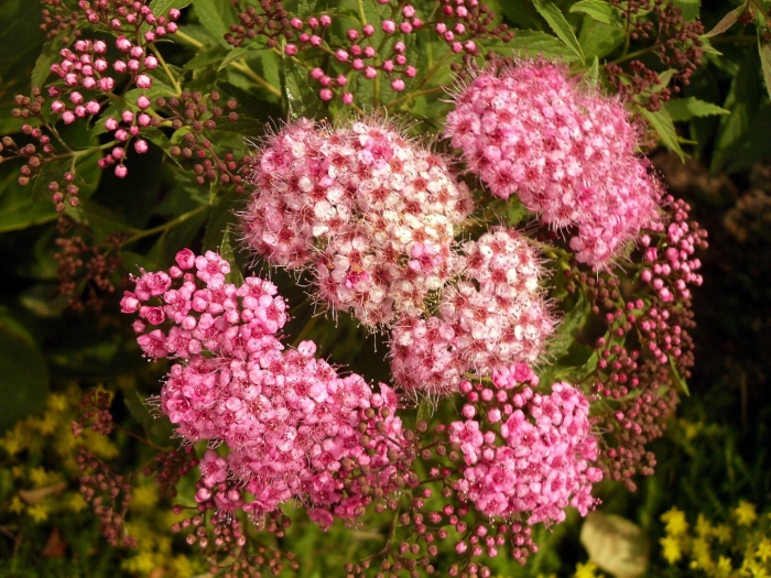 Спирея летнецветущая