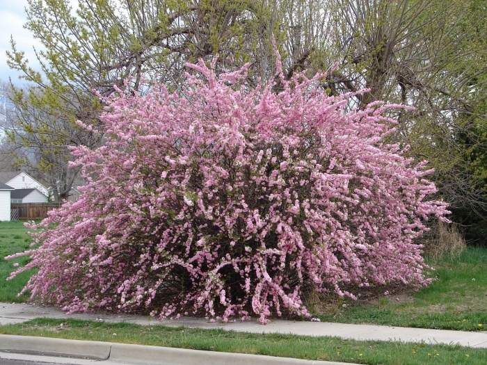 Сакура розеа плена