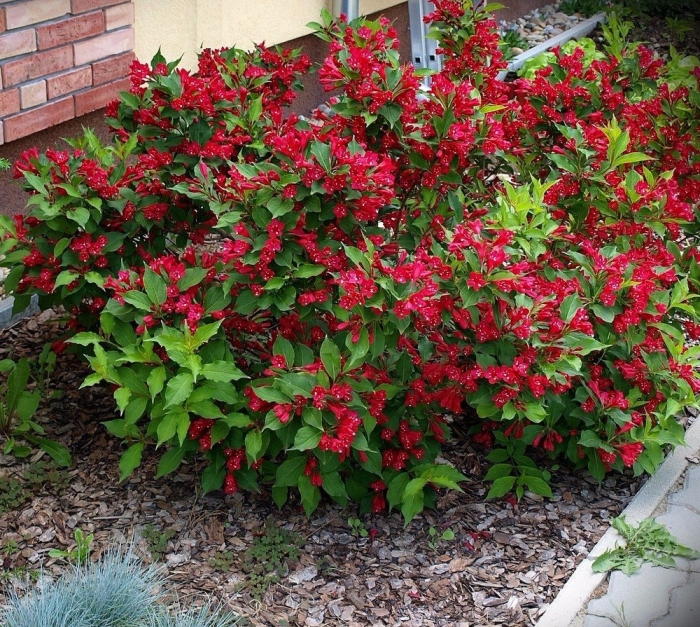 Вейгела бристоль руби