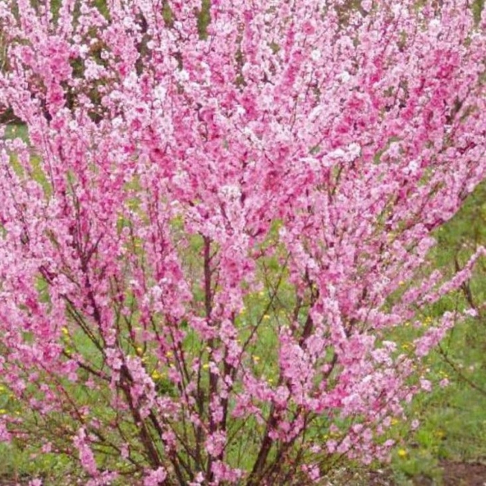 Миндаль трехлопастный луизеания