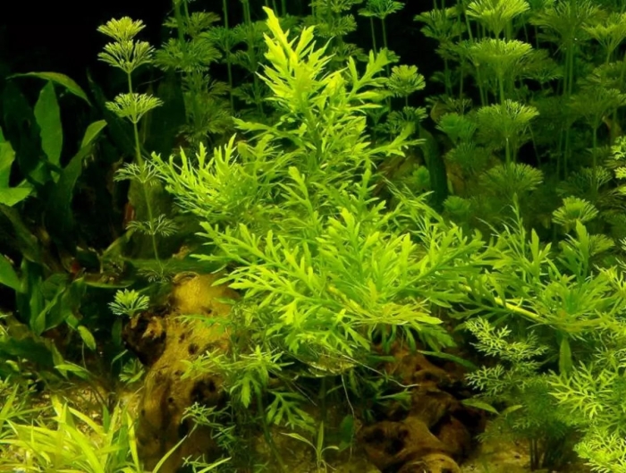 Водяной папоротник (ceratopteris thalictroides l.).