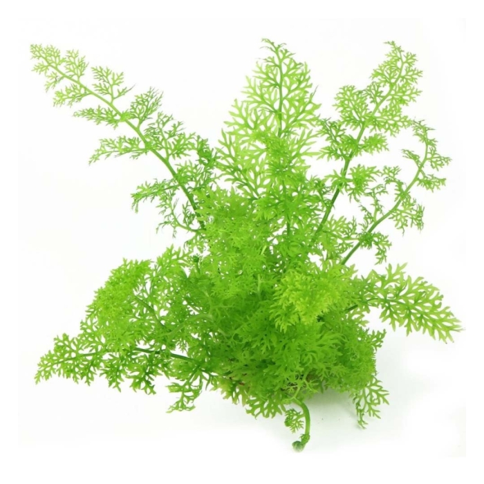 Папоротник индийский аквариумное