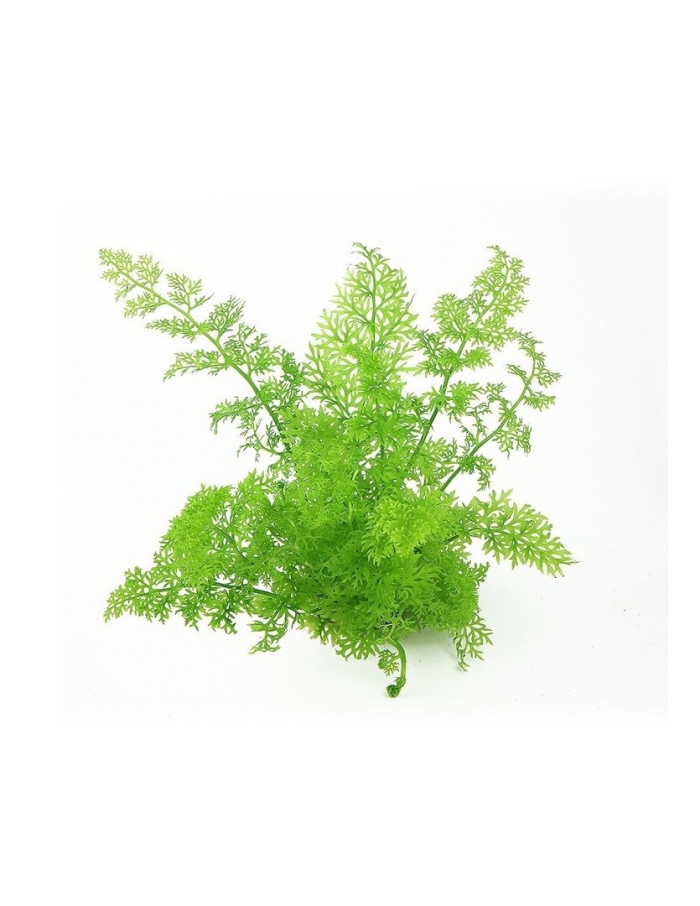 Папоротник цератоптерис аквариумное