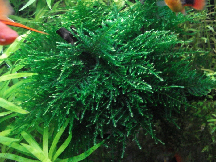 Мох спайки меристемный