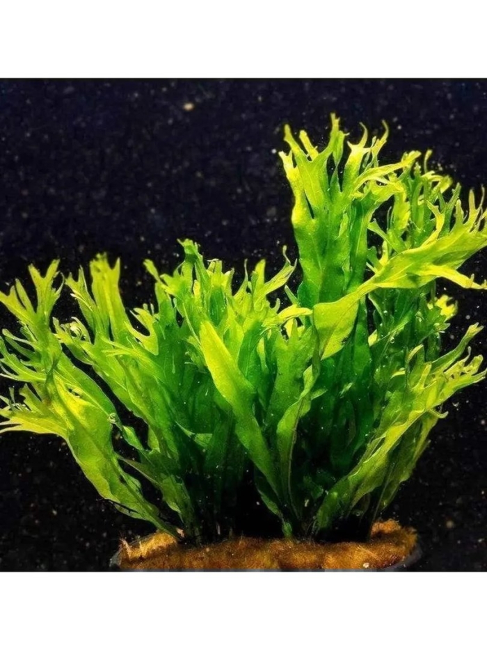 Папоротник винделова аквариумное