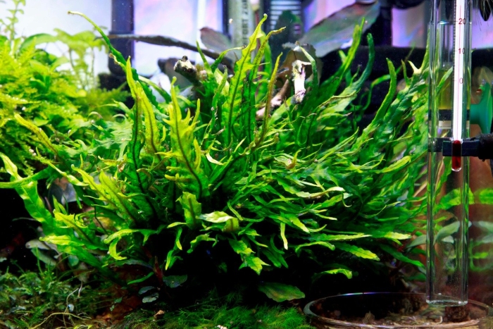 Папоротник микросорум