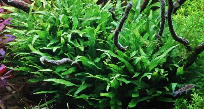 Папоротник таиландский аквариумное