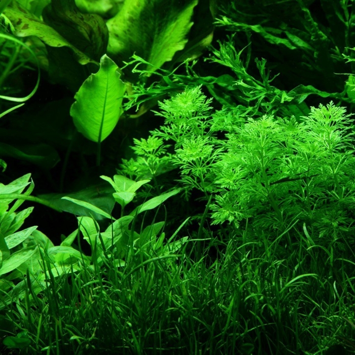 Хоттония аквариумное растение
