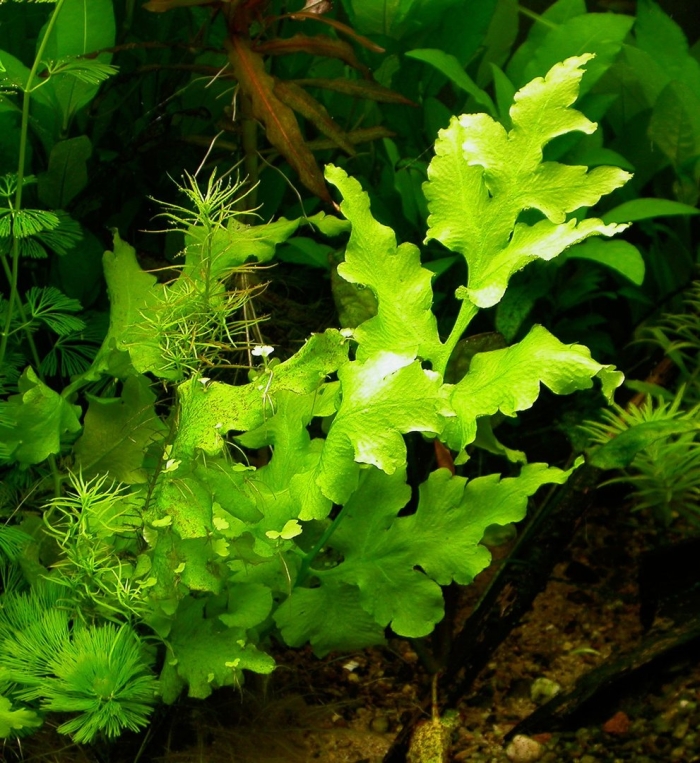 Папоротник аквариумное растение