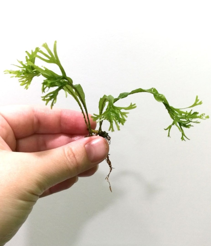 Папоротник микросорум грин вейв