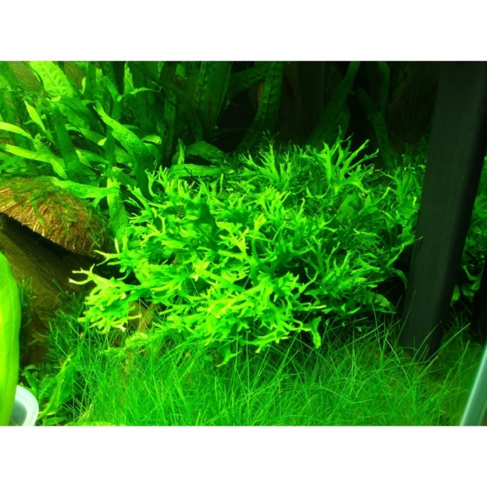 Папоротник таиландский винделова