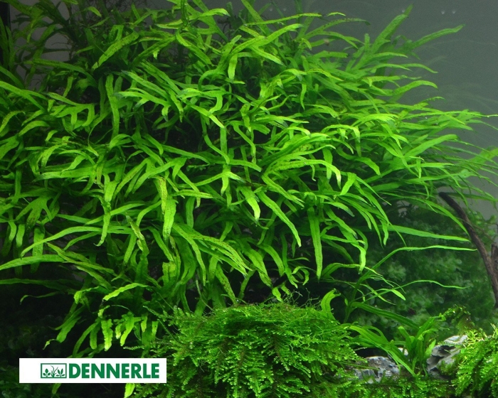 Папоротник таиландский тридент