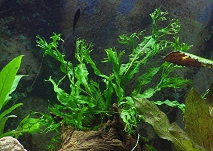 Микросорум крыловидный  винделов