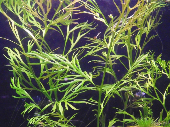 Наяда гваделупская аквариумное растение