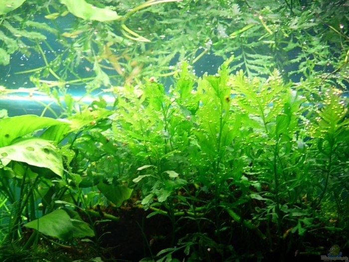 Папоротник болбитис аквариумное