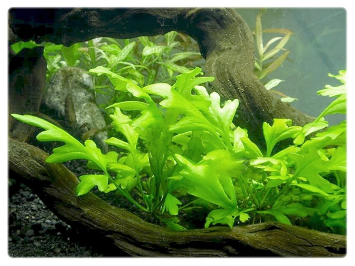 Папоротник крыловидный аквариумный