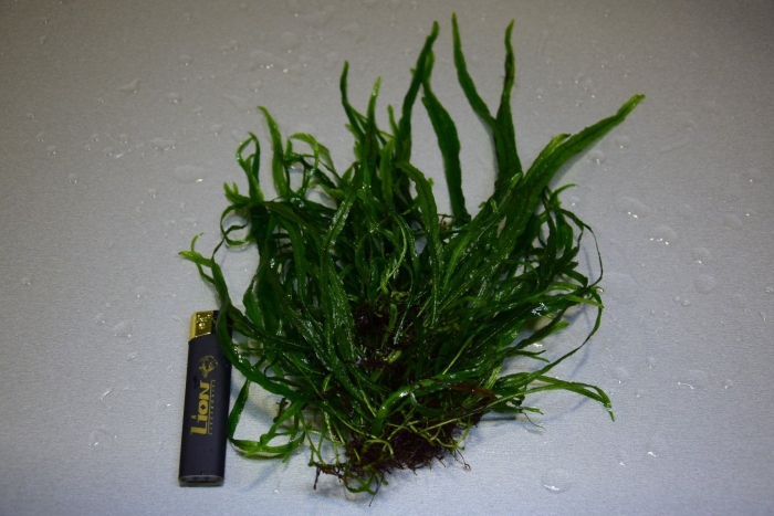 Папоротник таиландский узколистный