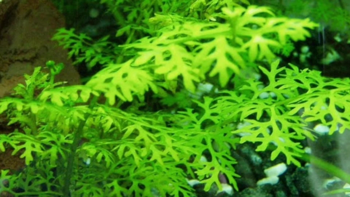 Индийский папоротник для аквариума