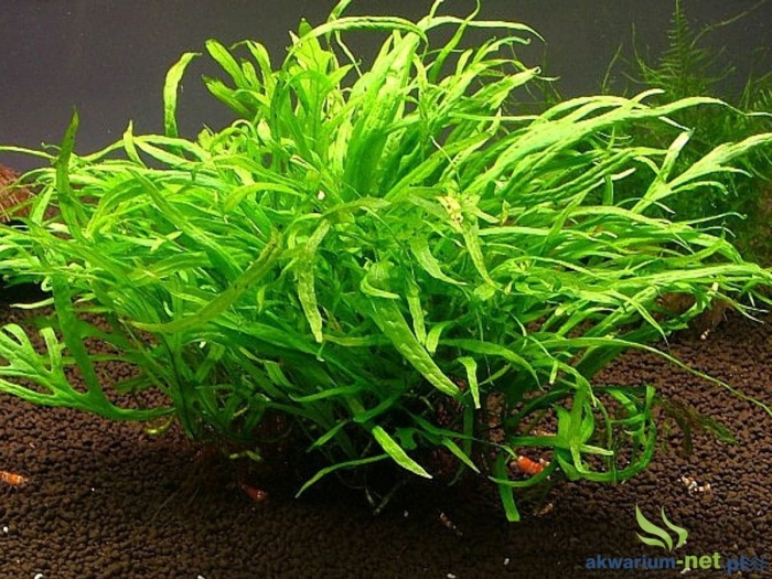 Папоротник таиландский узколистный