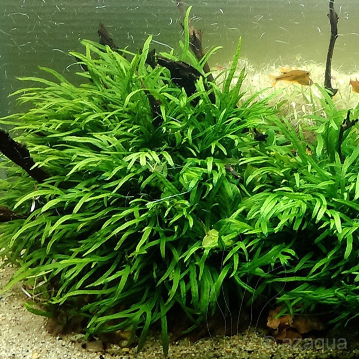 Cryptocoryne parva