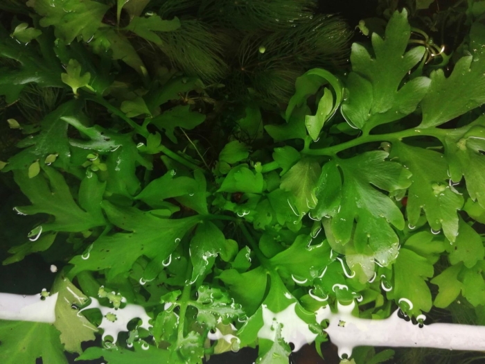 Папоротник ломариопсис линеата