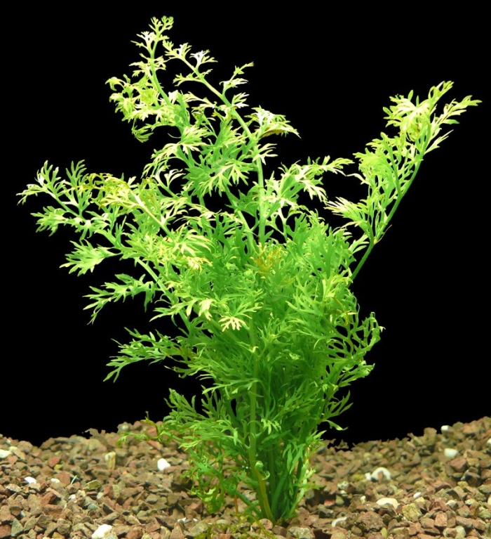 Ceratopteris thalictroides