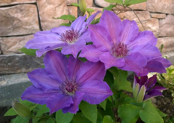 Клематис baltyk