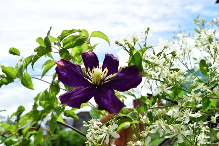 Клематис гиви