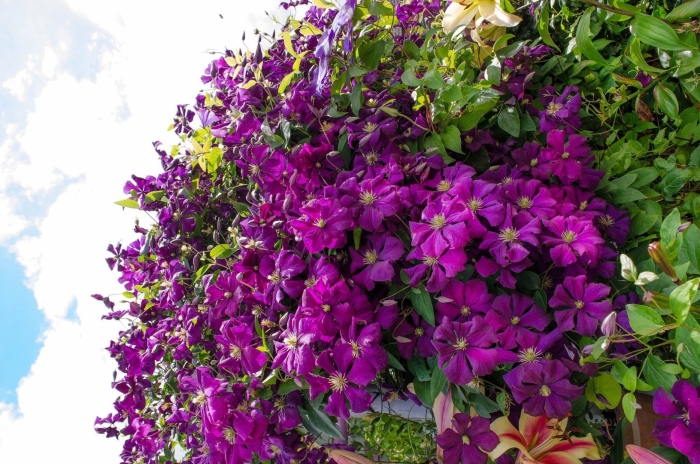 Клематис в саду