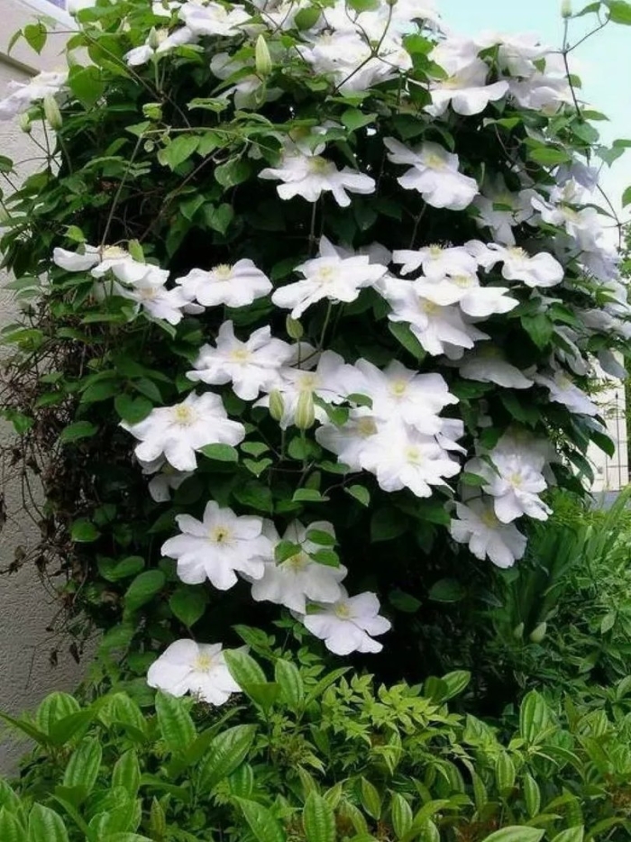 Клематис ле культре