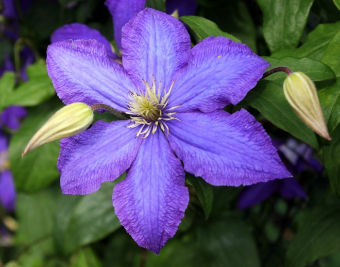 Клематис мазовше