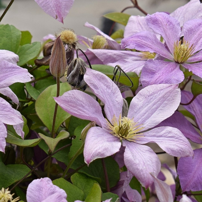 Клематис цветок