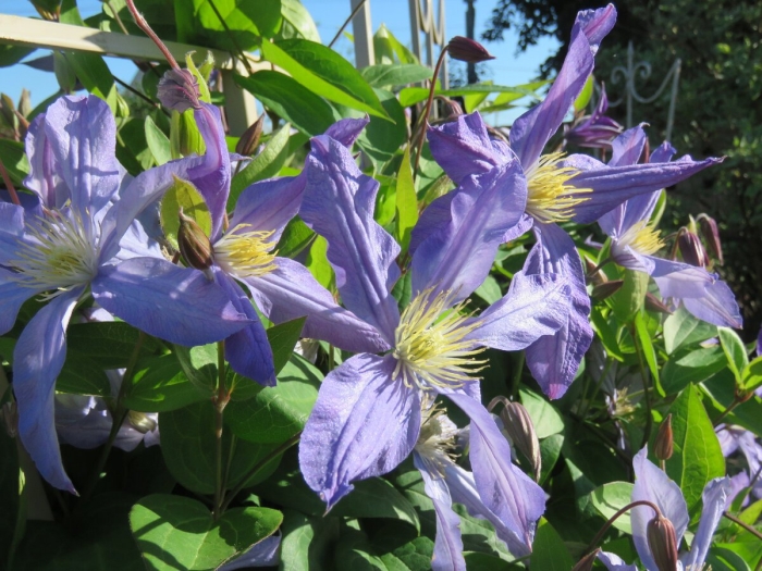 Клематис цельнолистный синяя птица